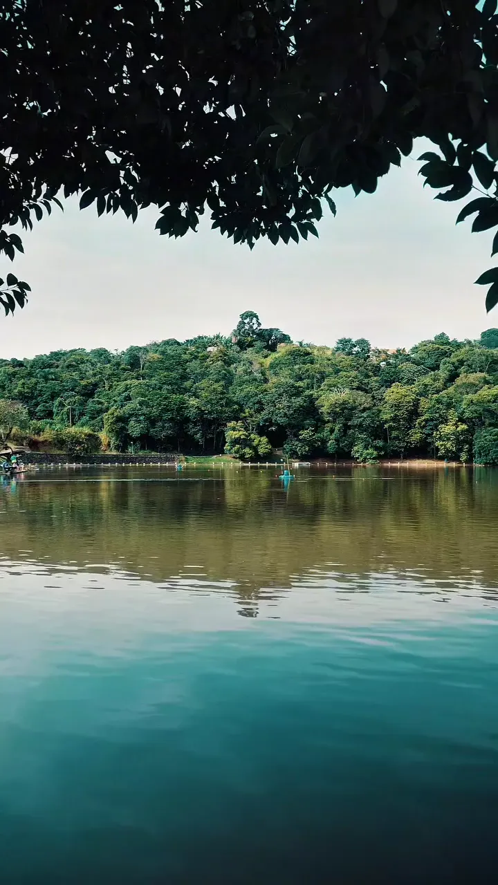 Lago com reflexo da mata ao fundo